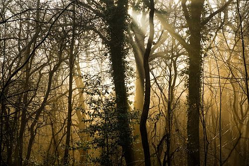 mist-zon-bomen