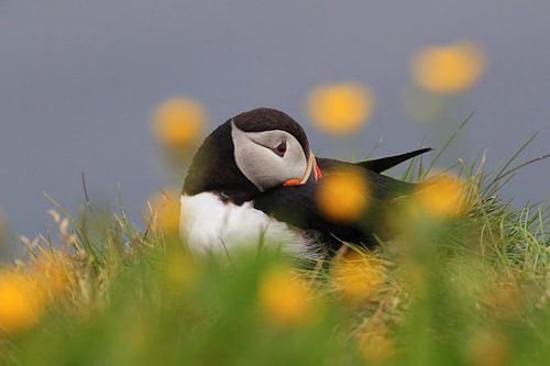 Puffin IJsland