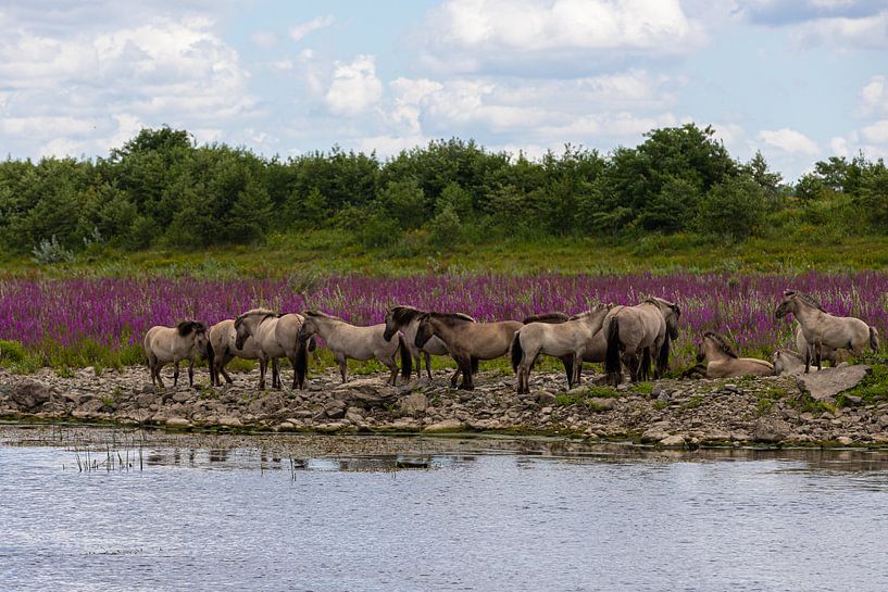 Wilde Konick  pferde am Ufer des Wassers von Kim Willems