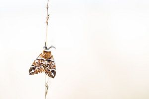 Papillon flammé sur Danny Slijfer Natuurfotografie