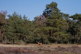 Red deer 3 by Wesley Klijnstra