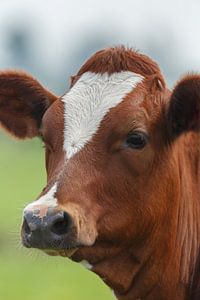 Cow sur Menno Schaefer