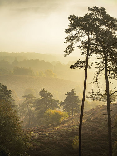 Bezauberndes Morgenlicht auf der Veluwe