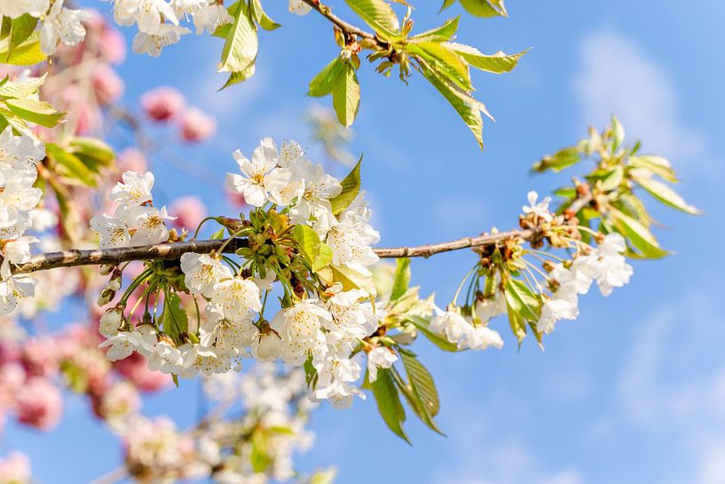 Fleurs blanches et roses par Iris Brummelman