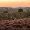 Posbank 14 van Nuance Beeld