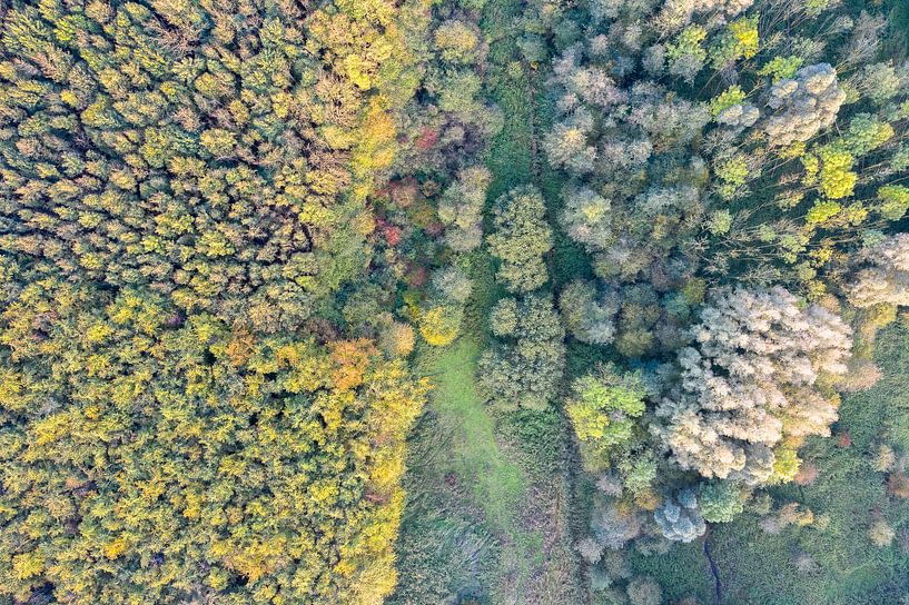 Les forêts de feuillus aux Pays-Bas par Jeroen Kleiberg
