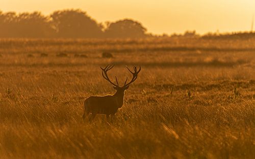 Saison du rut en Haute Veluwe