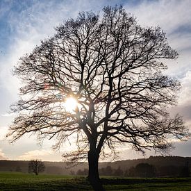 Einsamer Baum in Limburg, Niederlande von Kees Gort Fotografie