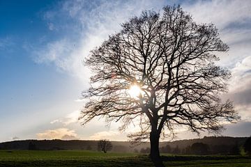 Eenzame boom in Limburg, Nederland van Kees Gort Fotografie