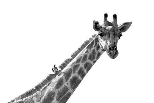 La girafe et son passager : le pic-boeuf. En noir et blanc.