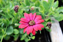 roze bloem met insect
