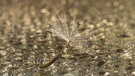 Tijd voor een nieuwe start: Het pluisje is uitgevlogen van Marjolijn van den Berg