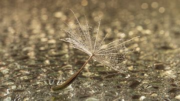 Tijd voor een nieuwe start: Het pluisje is uitgevlogen van Marjolijn van den Berg