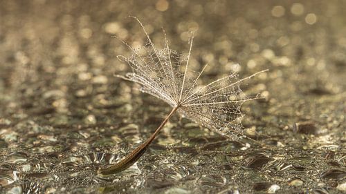 L'heure d'un nouveau départ : les peluches se sont envolées sur Marjolijn van den Berg