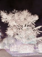 Cèdre blanc