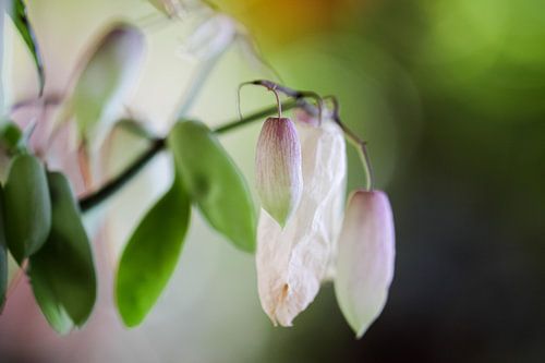 Blüten der madagassischen Kalanchoe pinnata von Studio Zwartlicht