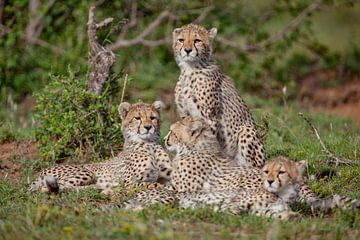 4 jonge cheetahs van Peter Michel
