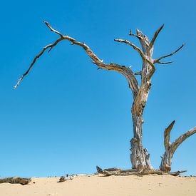 Toter Baum auf der Veluwe von Johan Kalthof