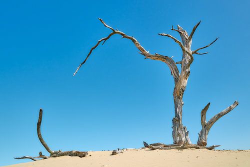Dead tree on the Veluwe by Johan Kalthof