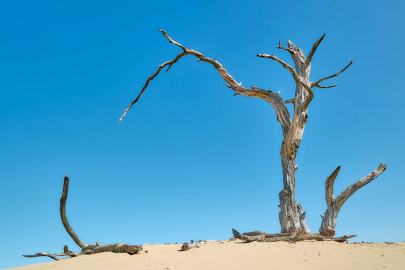 Toter Baum auf der Veluwe von Johan Kalthof
