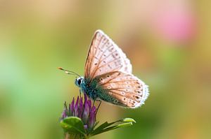 Blauwe vlinder zittend op een klaverbloesem