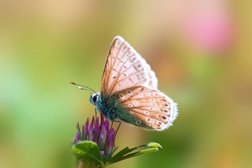 Common Blue butterfly sitting on a clover flower by Mario Plechaty Photography