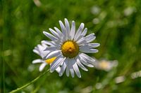 Sommerliche Blume