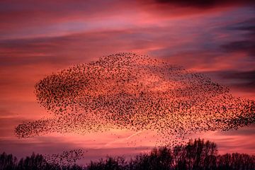 Murmuration of Starlings by Erwin Maassen van den Brink