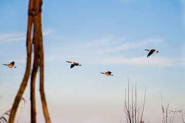 The Traveling Birds. by lukas van hulle
