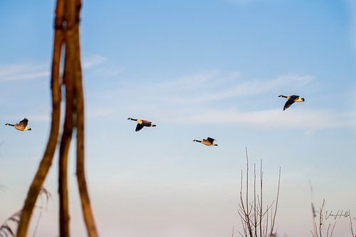 The Traveling Birds.