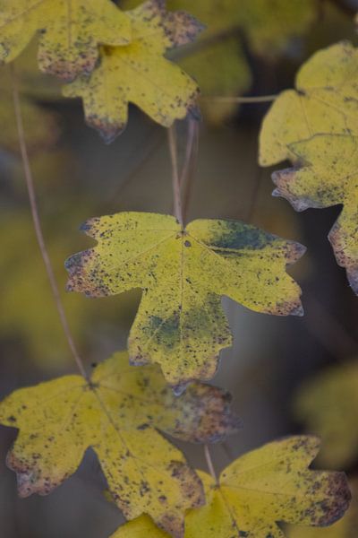 De Laatste Dagen van Goud van Sebastian Stef