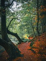 herfst tapijt