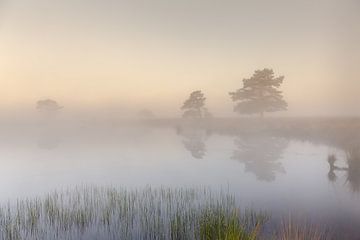 Misty landschap