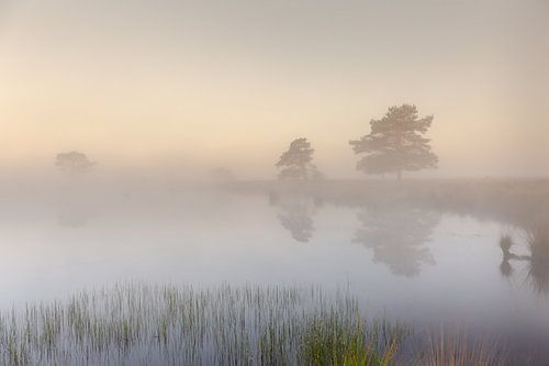Neblige Landschaft