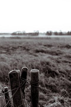 Postes dans la rosée du matin dans une prairie de Hollande du Nord sur Melanie (Flashpacker)