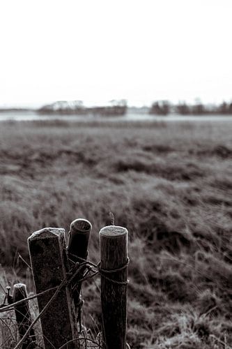 Posts in the morning dew in a North Holland meadow