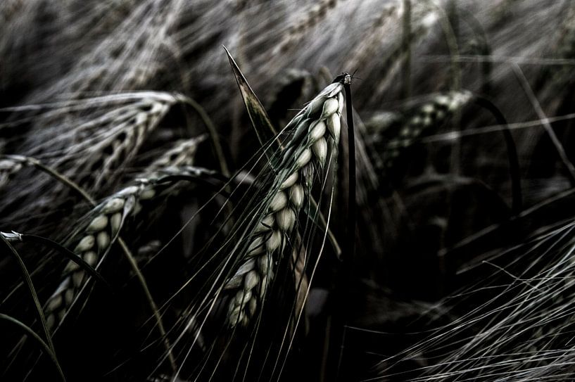 cereals by Norbert Sülzner