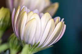 The white knot by Nildo Scoop