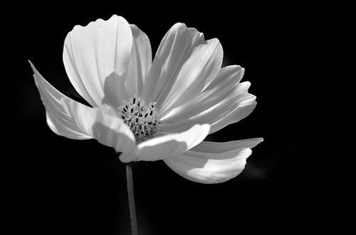 White cosmos