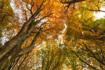 Een kijkje omhoog bij deze oude bomen levert een mooi beeld op