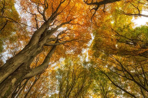 Een kijkje omhoog bij deze oude bomen levert een mooi beeld op