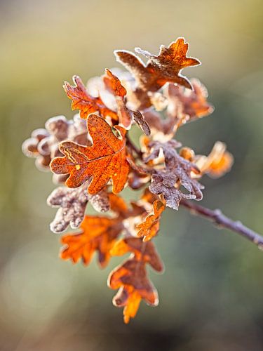 Feuille de chêne sur Rob Boon