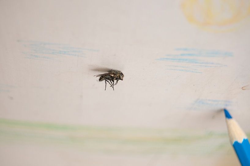 My fly is taking to the skies by Irene Cecile