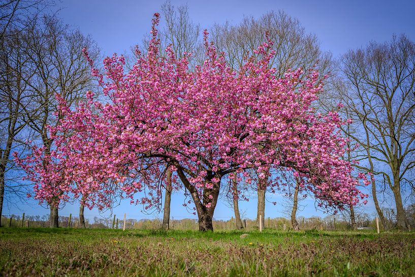 Japanese cherry blossom - the splendour of spring by Eriks Photoshop