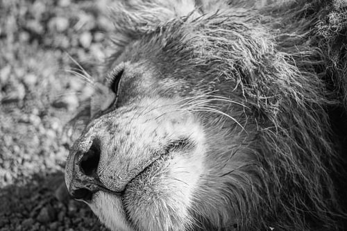 Lion part two