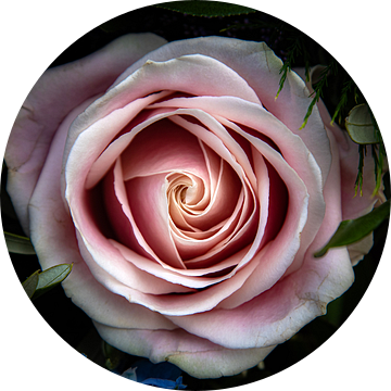 Roze roos van jacky weckx