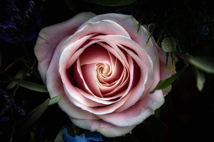 Roze roos van jacky weckx