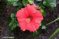 De Rode Hibiscus von Koos Koosman Miniaturansicht