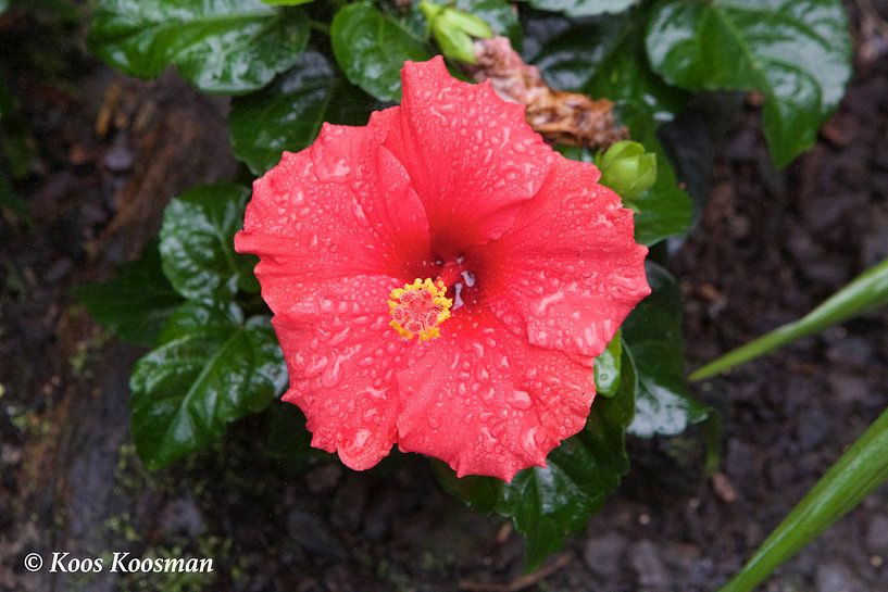 De Rode Hibiscus von Koos Koosman