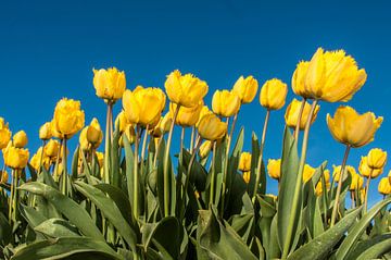 Gele Tulpen van Alex Hiemstra